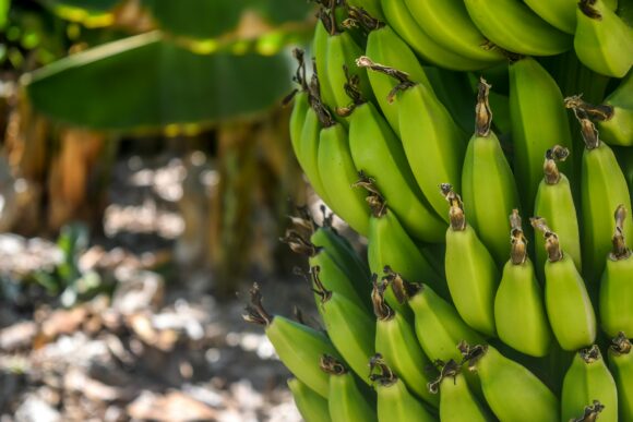 Banana Green